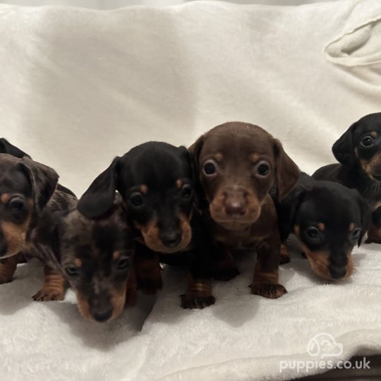 Dachshund (Standard &amp; Miniature) - Both