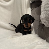 Dachshund (Standard & Miniature) - Both