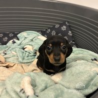 Dachshund (Standard & Miniature) - Both