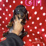 Dachshund (Standard & Miniature) - Both