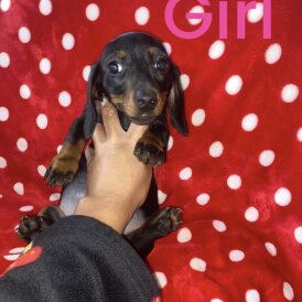 Dachshund (Standard &amp; Miniature) - Both