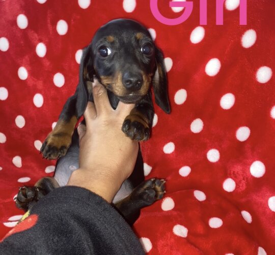 Dachshund (Standard &amp; Miniature)