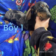 Dachshund (Standard & Miniature) - Both