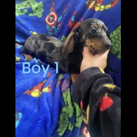 Dachshund (Standard &amp; Miniature) - Both