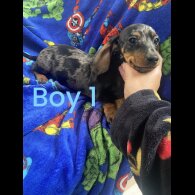 Dachshund (Standard &amp; Miniature) - Both