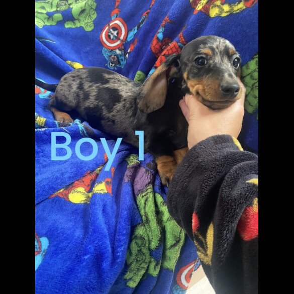 Dachshund (Standard &amp; Miniature) - Both