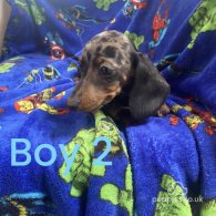 Dachshund (Standard & Miniature) - Both