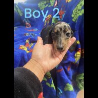 Dachshund (Standard &amp; Miniature) - Both