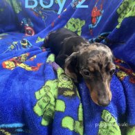 Dachshund (Standard & Miniature) - Both