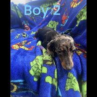 Dachshund (Standard &amp; Miniature) - Both