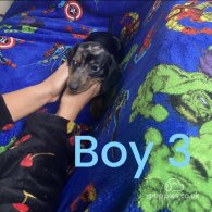 Dachshund (Standard & Miniature) - Both