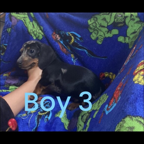 Dachshund (Standard &amp; Miniature) - Both