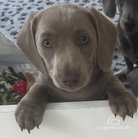 Dachshund (Standard & Miniature) - Dogs