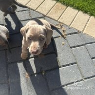 Dachshund (Standard & Miniature) - Dogs