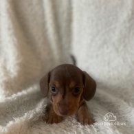 Dachshund (Standard & Miniature) - Both