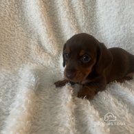 Dachshund (Standard & Miniature) - Both