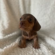 Dachshund (Standard & Miniature) - Both