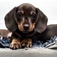 Dachshund (Standard & Miniature) - Dogs