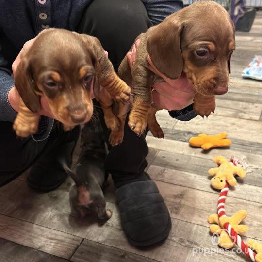 Dachshund (Standard & Miniature) - Both