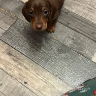 Dachshund (Standard & Miniature) - Both