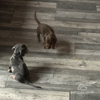 Dachshund (Standard & Miniature) - Both