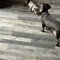 Dachshund (Standard & Miniature) - Both