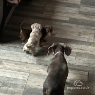 Dachshund (Standard & Miniature) - Both