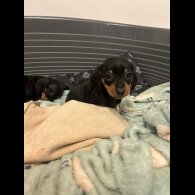 Dachshund (Standard &amp; Miniature) - Both