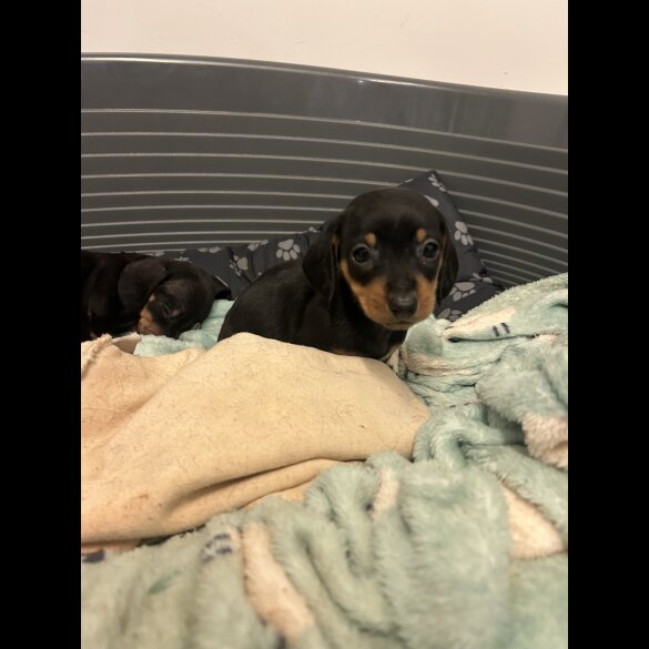 Dachshund (Standard &amp; Miniature) - Both