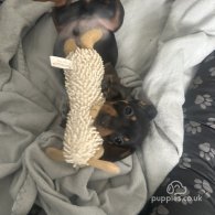 Dachshund (Standard & Miniature) - Both