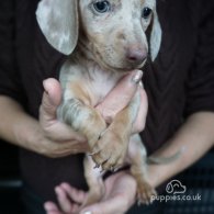 Dachshund (Standard & Miniature) - Both