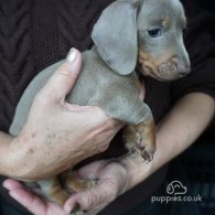 Dachshund (Standard & Miniature) - Both