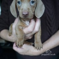 Dachshund (Standard & Miniature) - Both