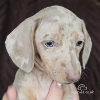 Dachshund (Standard & Miniature) - Both