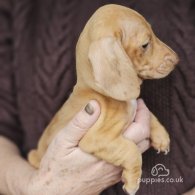 Dachshund (Standard & Miniature) - Both