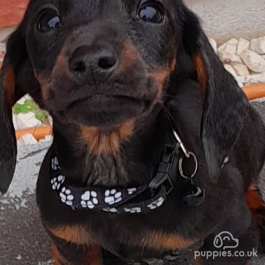 Dachshund (Standard & Miniature) - Both