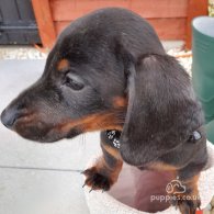 Dachshund (Standard & Miniature) - Both