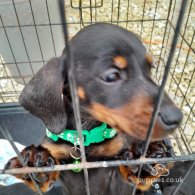 Dachshund (Standard & Miniature) - Both