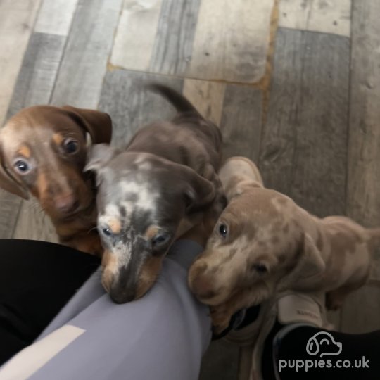 Dachshund (Standard & Miniature) - Both