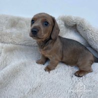 Dachshund (Standard & Miniature) - Both