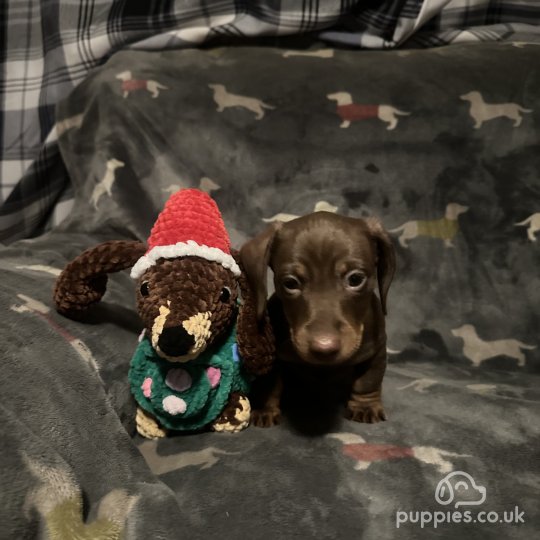 Dachshund (Standard & Miniature) - Both