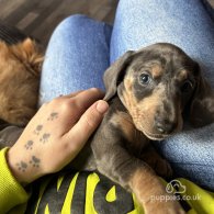 Dachshund (Standard & Miniature) - Both