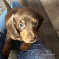 Dachshund (Standard & Miniature) - Both