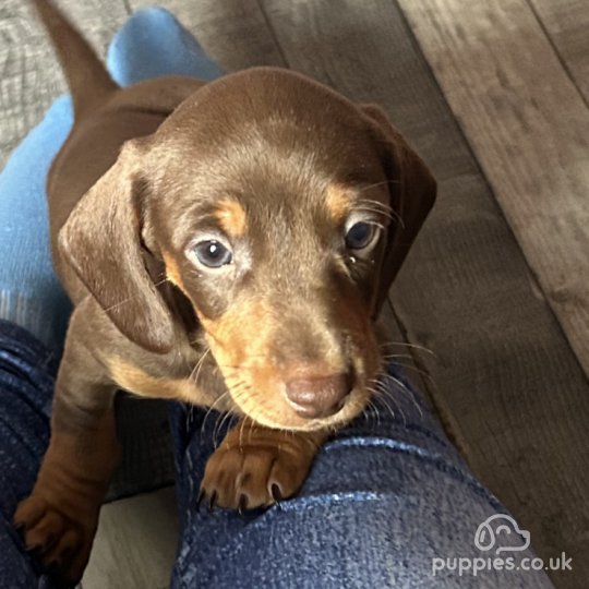 Dachshund (Standard & Miniature) - Both