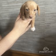 Dachshund (Standard & Miniature) - Both