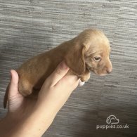 Dachshund (Standard & Miniature) - Both