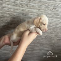 Dachshund (Standard & Miniature) - Both