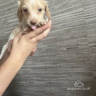 Dachshund (Standard & Miniature) - Both