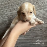 Dachshund (Standard & Miniature) - Both