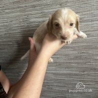 Dachshund (Standard & Miniature) - Both